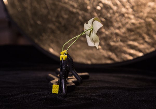 indoor flower photography setup dogwood blooms martin belan