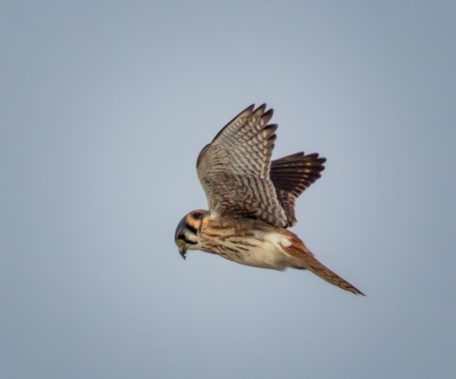 Photographing the Hovering American Kestrel Martin Belan