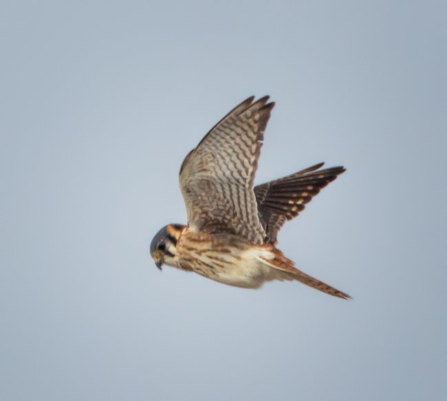 Photographing the Hovering American Kestrel Martin Belan