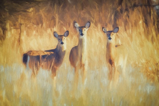 topaz impression bug photoshop 2015 topaz impression bug photoshop 2015