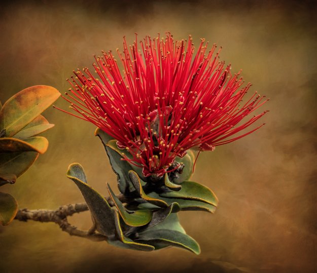 Photographing Hawaiian Volcanoes National Park Martin Belan