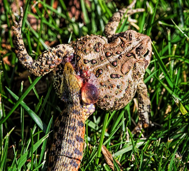 Photo Story Struggle for Survival Toad and a Snake Martin Belan