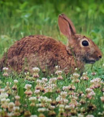 Bunny in the Clover