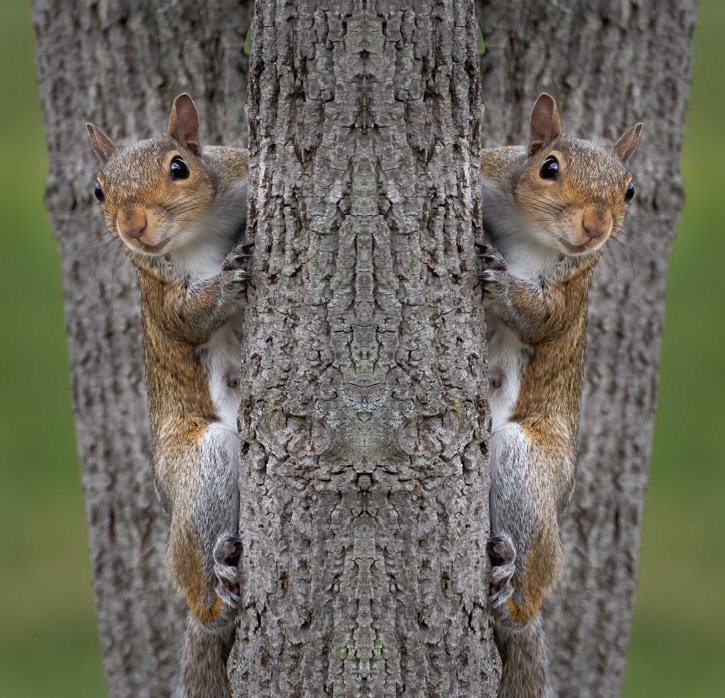 Gray Squirrel - Mirror Image