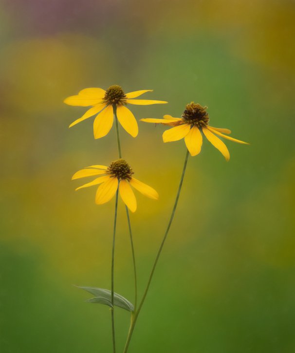 Soft Summer Flowers - Before