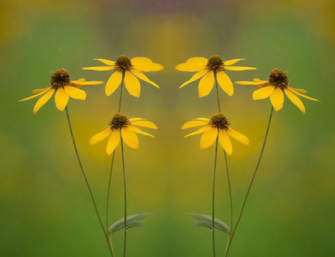 Soft Summer Flowers - Mirror Image