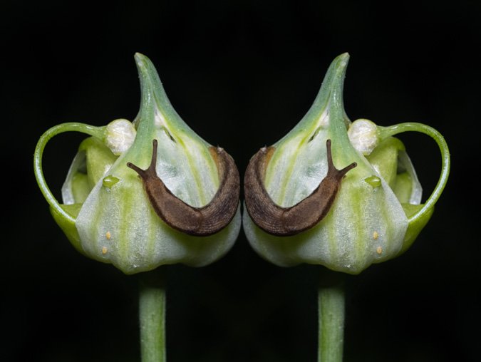 Slug on a Bloom - Mirror Image