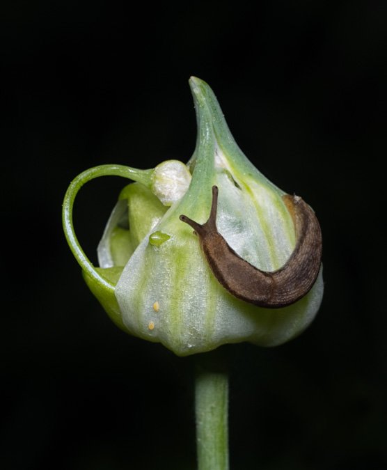 Slug on a Bloom - Before