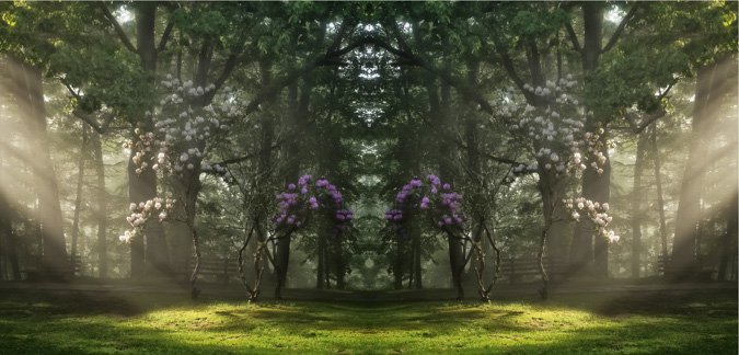 Morning Sun Rays on the Blooming Tree - Mirror Image
