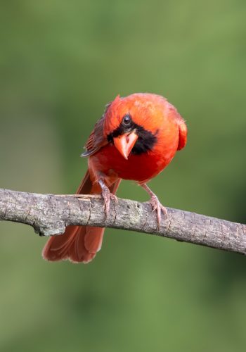 Northern Cardinal - Curious Look