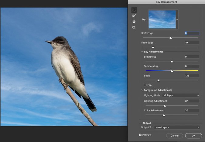 Eastern Kingbird Sky Replacement