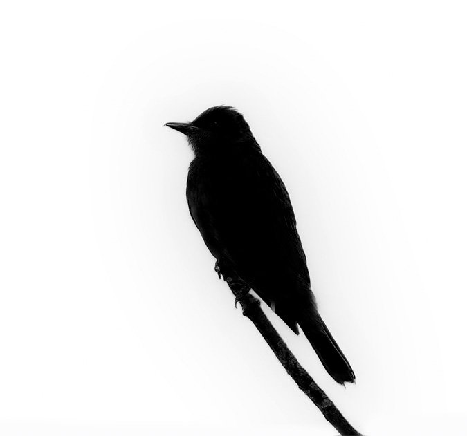 Eastern Kingbird Layer Mask