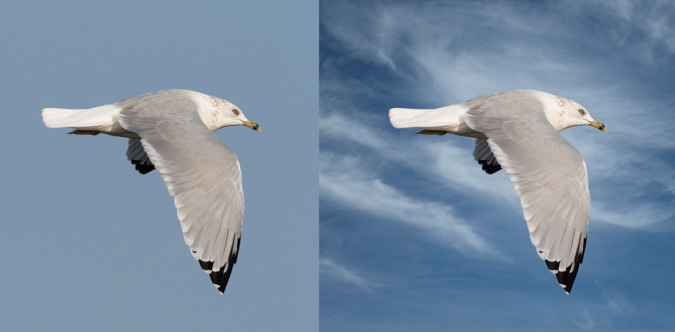 Seagull - Before & After - Background Replacement