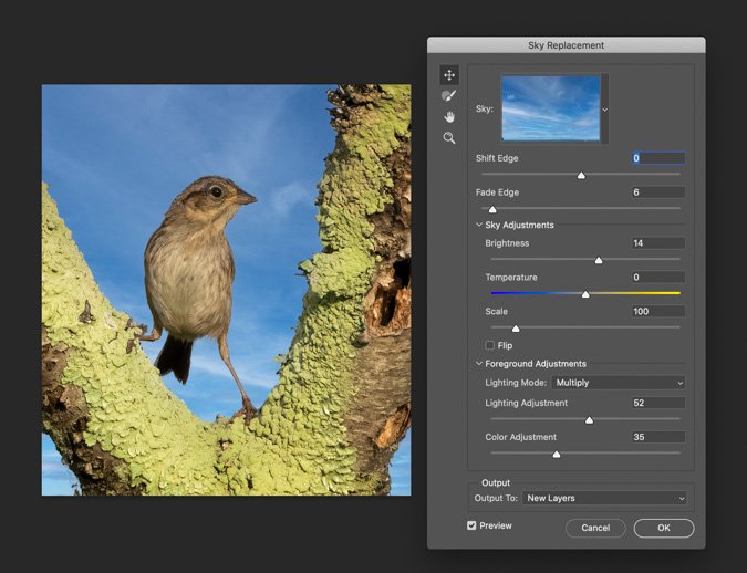 Swamp Sparrow Sky Replacement