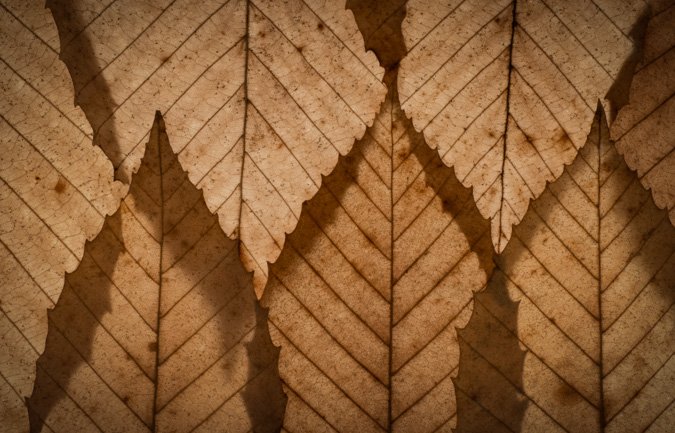 Beech Leaves, ISO 200, f/20, 2.5 Seconds