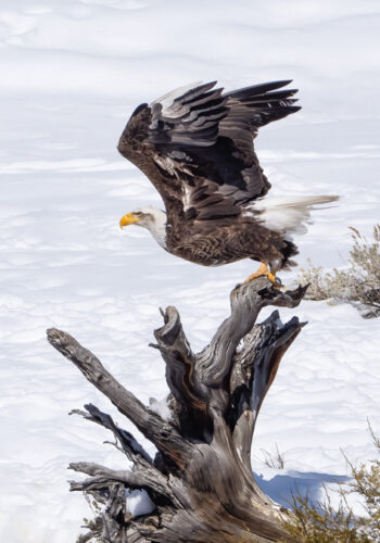 Bald Eagle Takeoff using Pro Capture