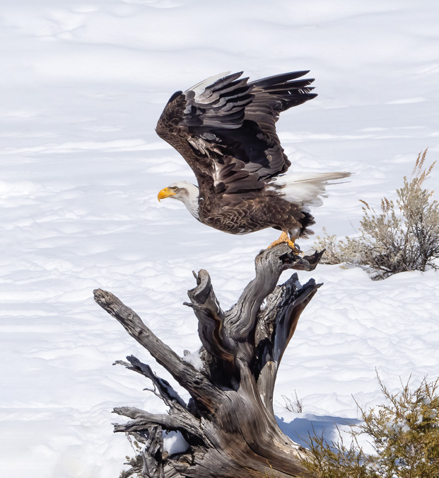 Bald Eagle Takeoff using Pro Capture