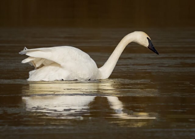Field Test Results Of The Olympus 100 400mm F 5 0 6 3 Telephoto Lens 