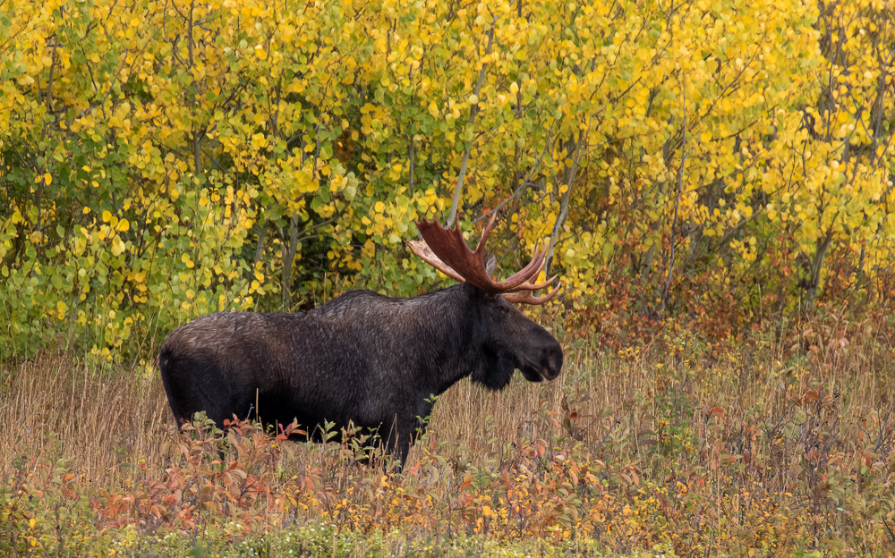 Bull Moose in the Fall Color