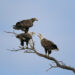 Squabbling Bald Eagles