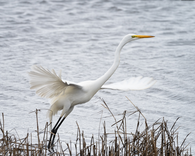 Great Egret Takeoff. 1/1250 second, ISO 640, f/7.1