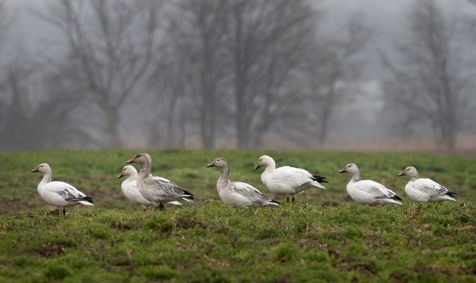 Snow Geese on a Foggy Morning