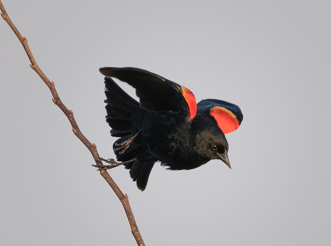 Red-winged Blackbird, Pro Capture SH2, C-AF+TR, Bird Detection AF