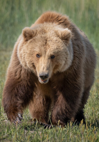 Alaskan Brown Bear, Katmai National Park