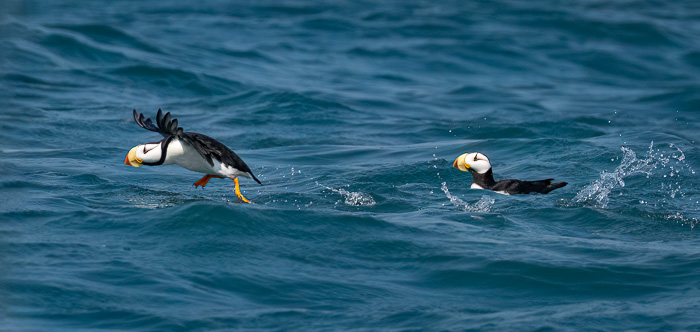 Horned Puffin Take Off
