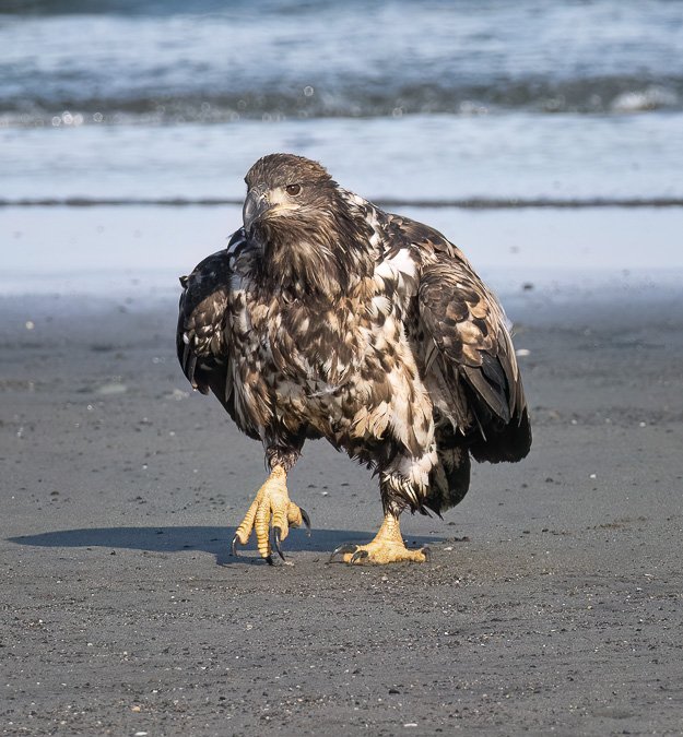 Juvenile Bald Eagle Strutting on the Beach